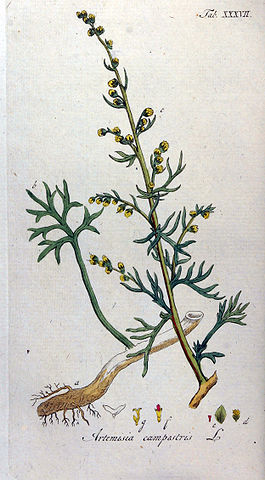 Artemisia campestris Ypey37.jpg