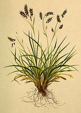 Carex capillaris Atlas Alpenflora.jpg