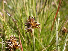 Carex maritima.JPG
