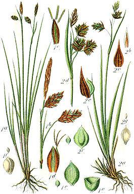 Carex spp Sturm42.jpg