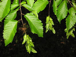 Листья и зелёные плоды