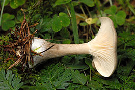 Clitocybe.clavipes2.-.lindsey.jpg