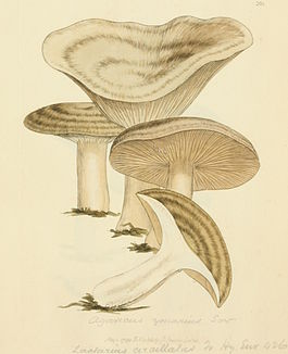 Coloured Figures of English Fungi or Mushrooms - t. 203.jpg