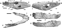 Crocodylus anthropophagus mandibular remains.png