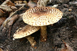 Echinoderma asperum20061022wa.jpg