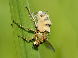 Entomophthora muscae on Scathophaga stercoraria (lateral view).jpg