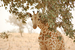 Giraffe koure niger 2006.jpg