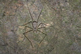 Абажуровый паук Hypochilus petrunkevitchi, находящийся в своей ловчей сети