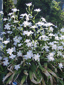 Iris japonica2.jpg