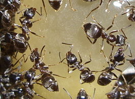 Lasius.jpg