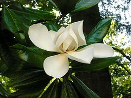Цветок магнолии (Magnolia)