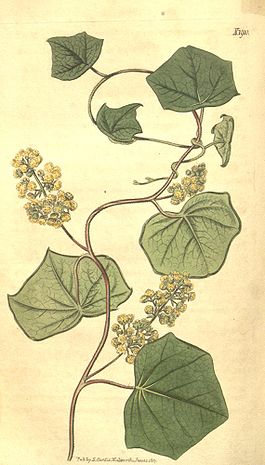 Ботаническая иллюстрация Джона Симса из Curtis's botanical magazine, vol. 44, № 1910, 1817