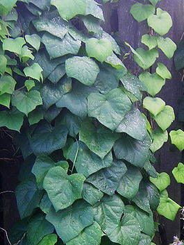 Menispermum dauricum leaves.jpg