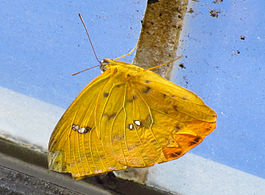 Orange Emigrant butterfly.jpg