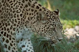 Переднеазиатский леопард