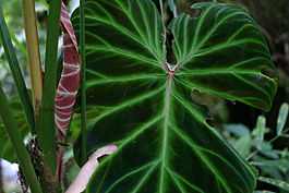 Philodendron verrucosum L. Mathieu ex Schott (codiferous).jpg