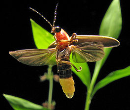 Photinus pyralis Firefly 4.jpg