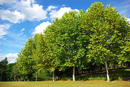 Общий вид взрослых деревьев