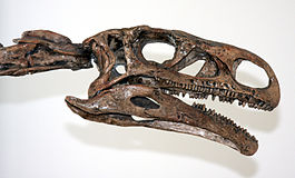 Plateosaurus skull (1).jpg