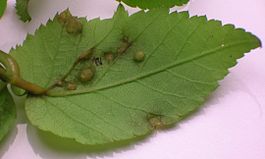 Protomyces macrosporus on underside of Aegopodium podagraria leaf.JPG