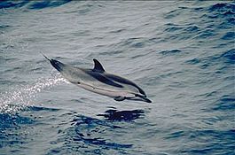 Полосатый дельфин в полёте