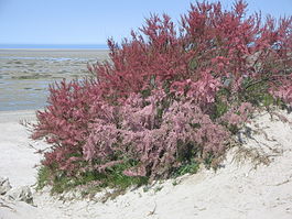 Tamarix gallica. Типовой вид рода. Общий вид цветущего растения