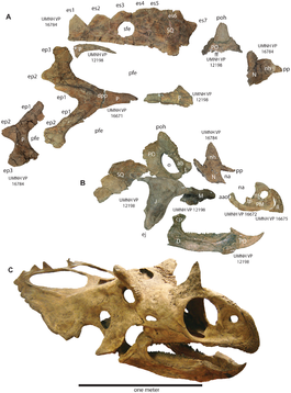 Utahceratops.png