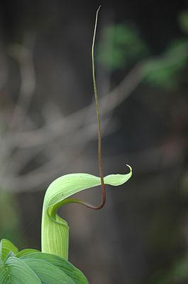 Whipcord Cobra Lily.jpg
