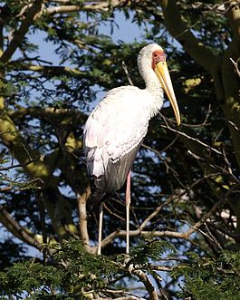 Yellow-billed Stork (Mycteria ibis) standing in a tree looking back, from rear.jpg