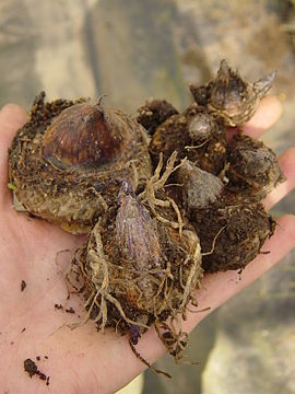 Arisaema triphyllum bulbs.JPG