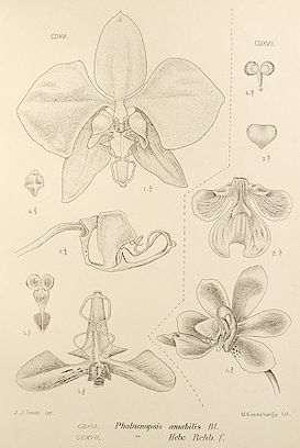 Phalaenopsis amabilis34221.jpg