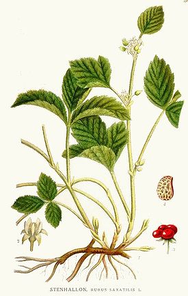 309 Rubus saxatilis.jpg