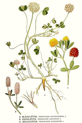 329 Trifolium agrarium, Trifolium arvense, Trifolium fragiferum.jpg