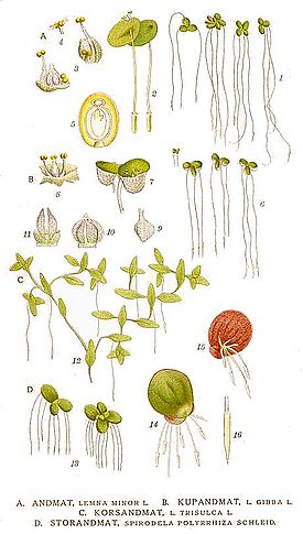 422 Lemna minor, L. gibba, L. trisulka, Spirodela polyrrhiza.jpg
