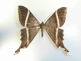 Sematuridae