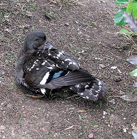 Африканская чёрная утка