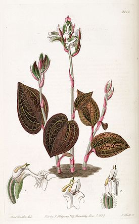 Anoectochilus setaceus - Edwards vol 23 pl 2010 (1837).jpg