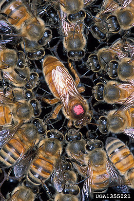 Африканская пчела (убийца)