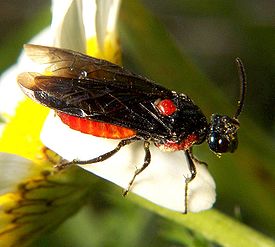 Argidae