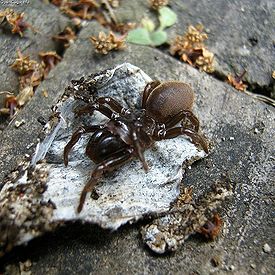 Атипичный тарантул Atypus karschi