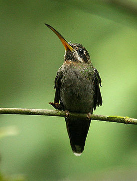 Полосатохвостый колибри