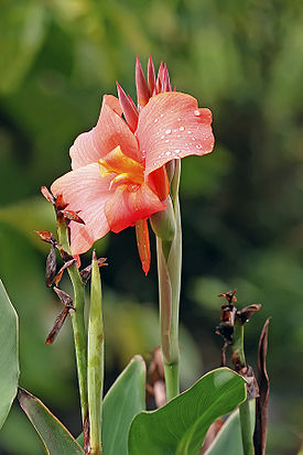 Цветок канны гибридной Canna hybrida