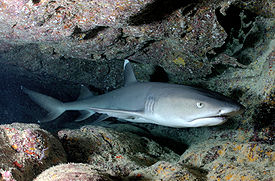 Белопёрая рифовая акула