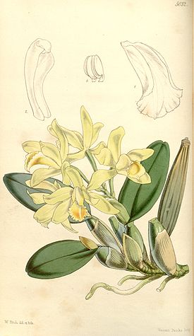 Cattleya luteola