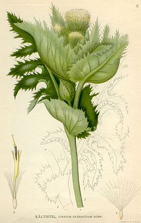 Cirsium oleraceum.jpg