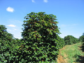 275px Coffee Tree