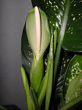 Dieffenbachia.jpg