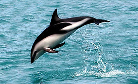 Тусклый дельфин