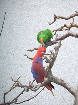 Eclectus Parrot.JPG