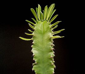 Euphorbia ingens ies.jpg